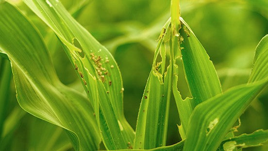 Insecticides